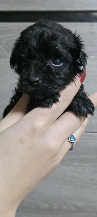 Той Пудель Black