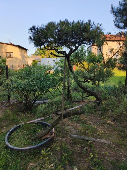 Sosna formowana Bonsai