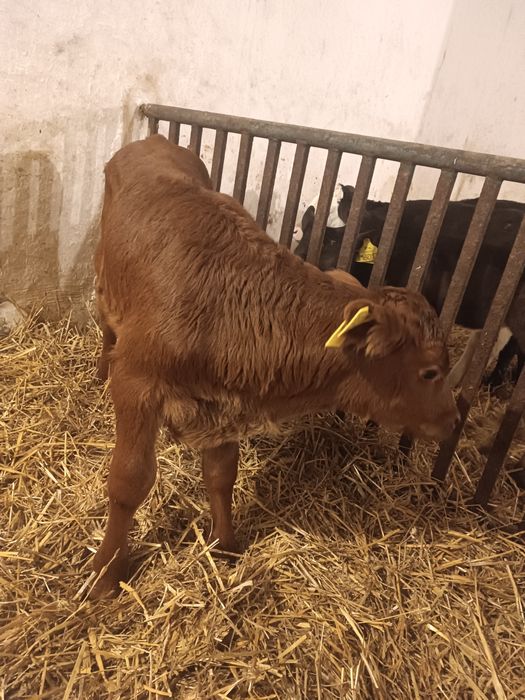 Byczek cielak mięsny