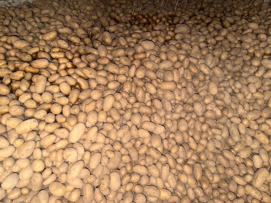 Ziemniaki jadalne królowa Anna