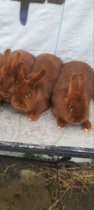 Królik Nowozelandzki czerwony