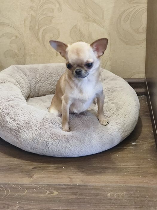 Супер міні дівчина чихуахуа