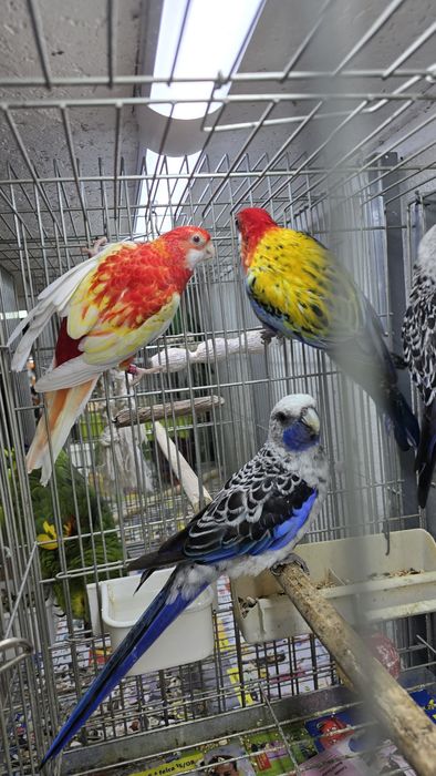 Roselias muito bonitas