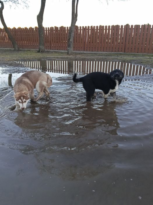 Oddam szczeniaki suczki