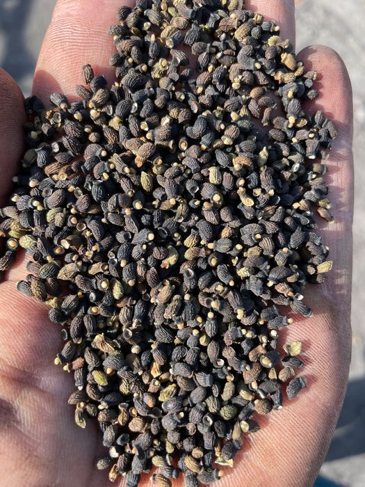 Ogórecznik lekarski, nasiona