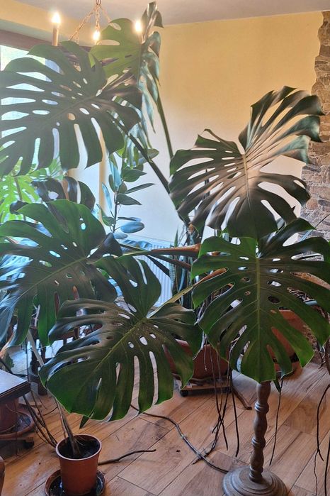 Monstera duże liście