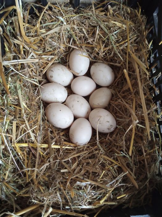 Інкубаційні яйця Мускусні качки