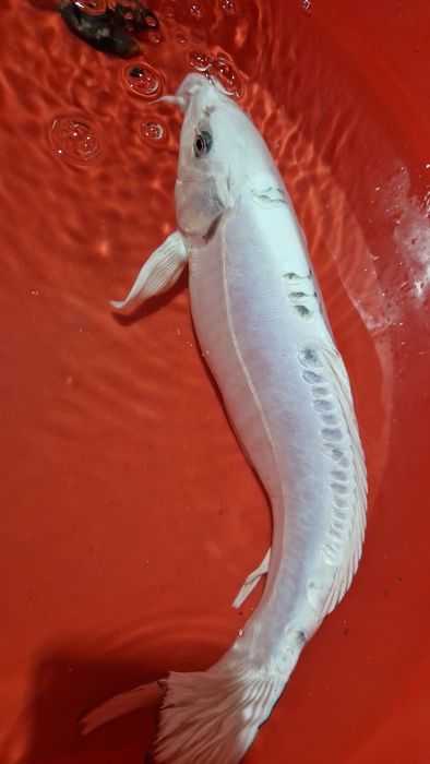 Carpa koi branca