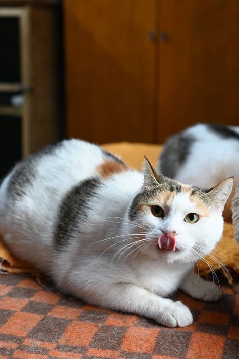 Кошечка Пуша из приюта бесплатно