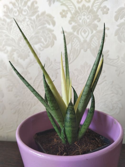 Sansevieria Golden Banner Midninght Shine