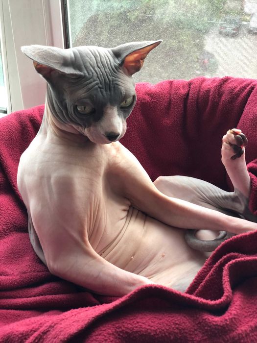 кіт, сфінкс, самець, 5 років, Тернопіль