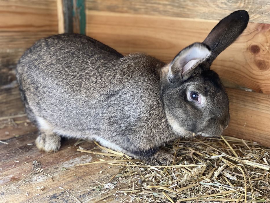 Продам кролі (Самці)