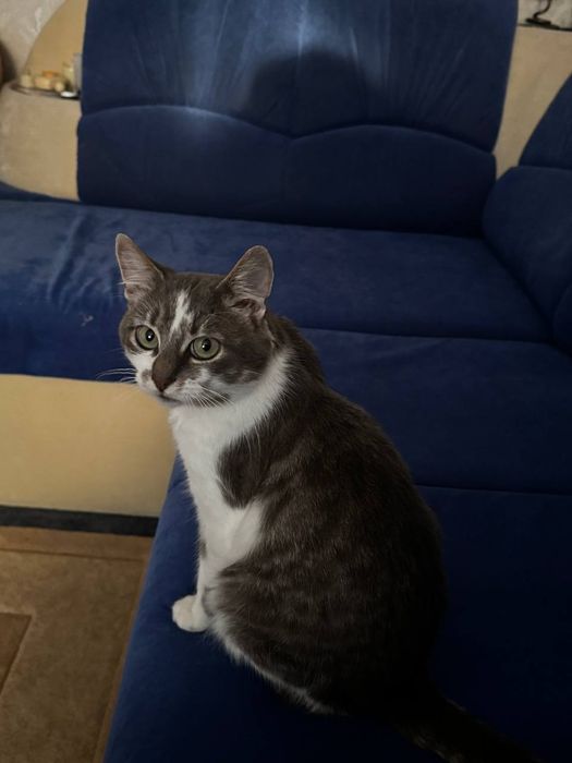 Котик 7-8 місяців