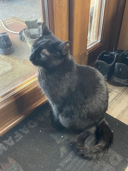 Отдам в хорошие руки