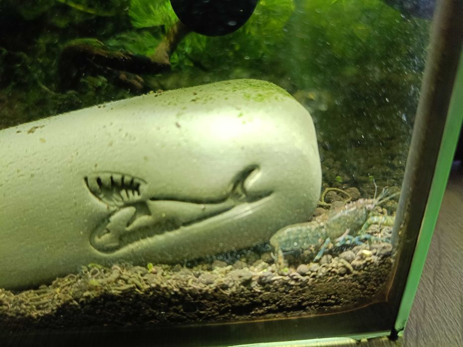 Młode raki Cambarellus texanus.