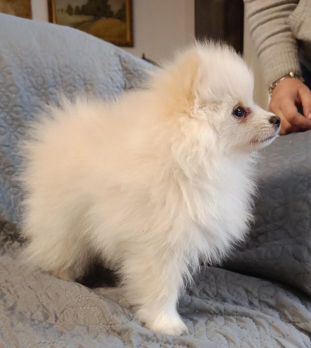 Szpic miniaturowy piesek gotowy do odbioru