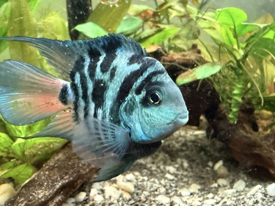 Pielęgnica papuzia tiger blue