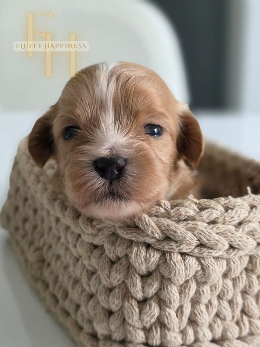 Maltipoo**Cudowna**Sunia** Do Rezerwacji**