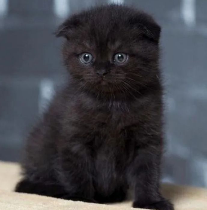 Шукаєте чарівного та ніжного