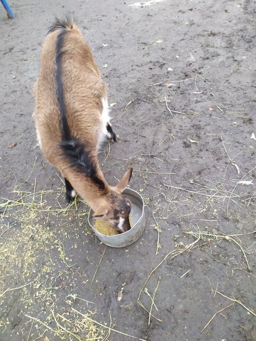 Козочки кітні.Київська область.