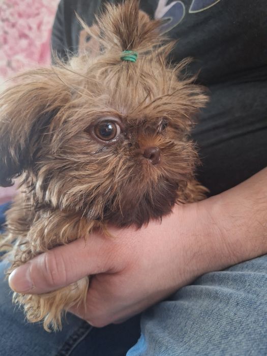 Gaga mini sunia shih tzu / domowa hodowla