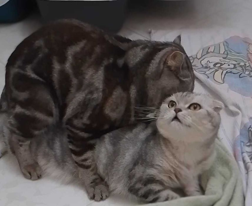 Кот.В'язка мармуровий скотіш страйт.