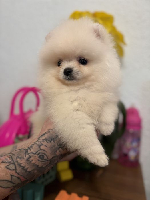 шикарний Ведмедик шоу класу