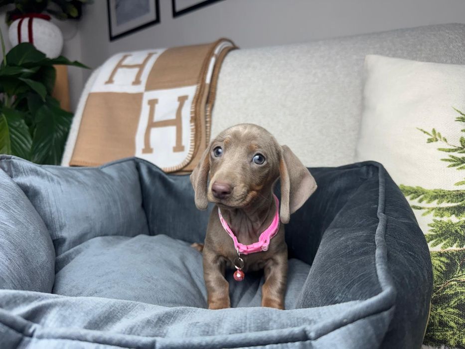 jamnik miniaturowy szczeniak lilac