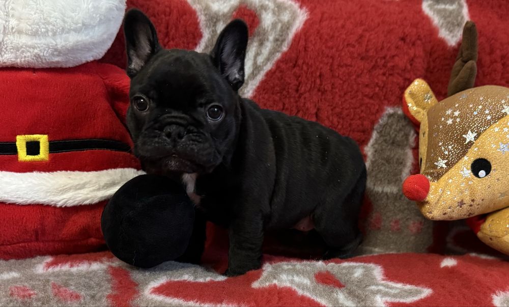 Buldog francuski FCI ZKWP piesek