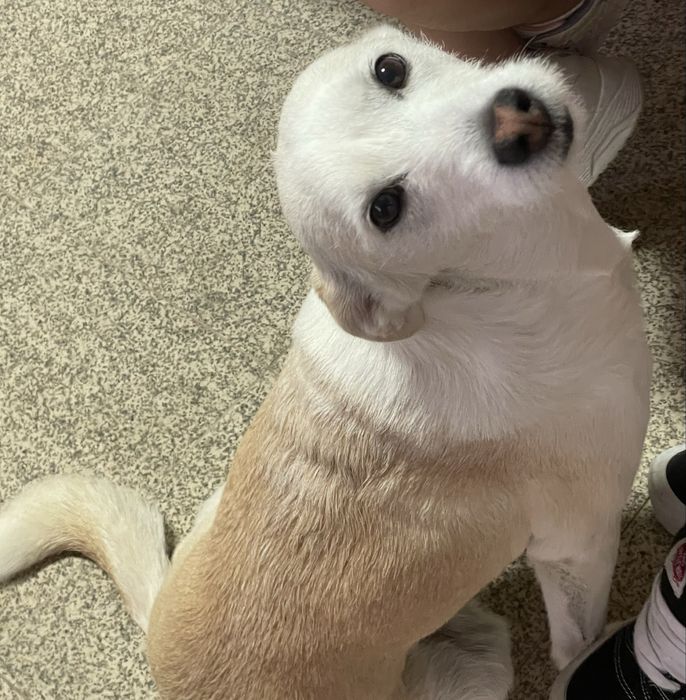 Petsitting zona vila do conde e povoa de varzim