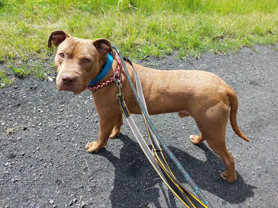 ZIUTEK  w typie pitbull , super pies , ale trzeba go wczesnej poznać