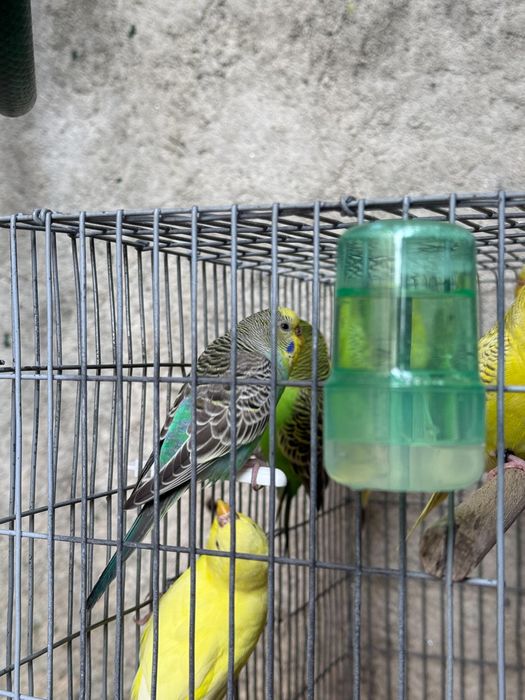 Periquitos-australianos (Criador Legal ICNF)