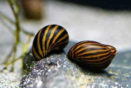 Neretina natalensis ślimak Neretina zebra