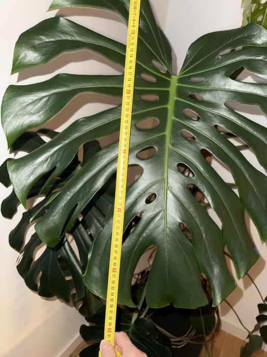 Monstera Deliciosa