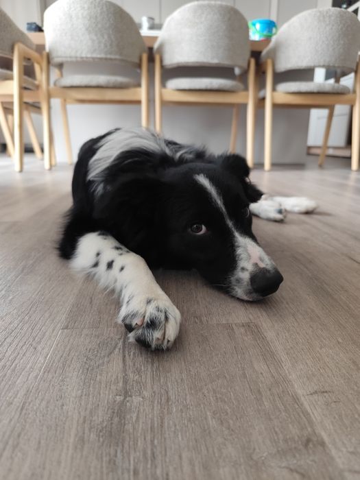 Border Collie (6 meses)