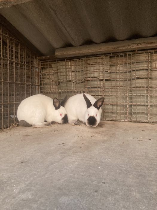 Каліфорнійці , Кролі самці.Каліфорнія .