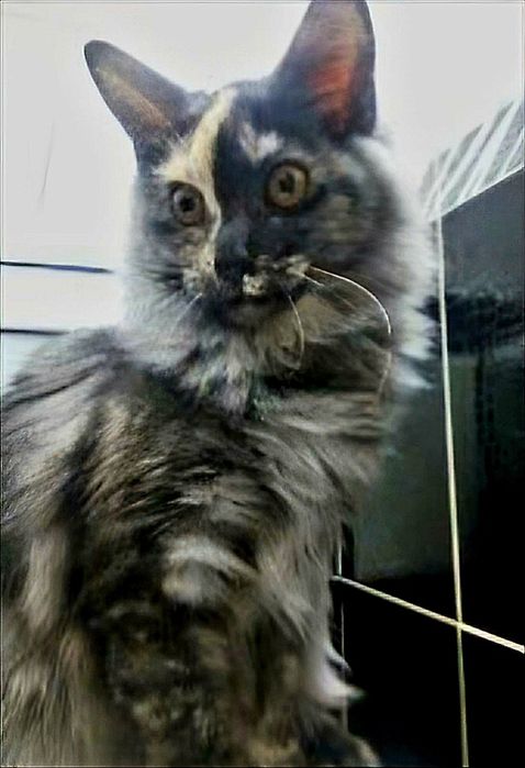 Девочка метис Мейн Кун и шотландец