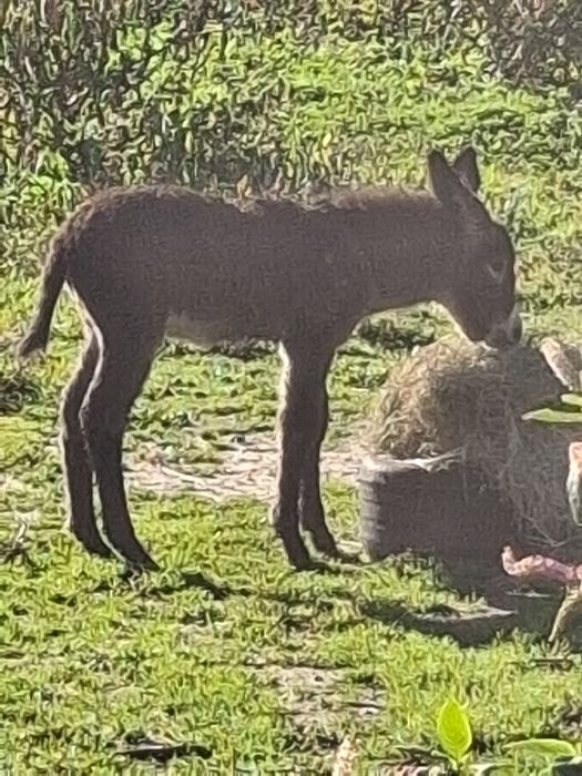 Burro da graciosa  Bébé