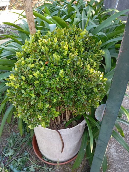 Buxo jardim de 10 a 20€