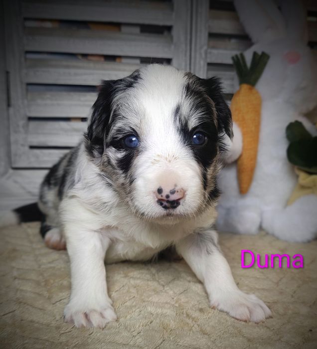 Border collie suczka Blue merle przebadani rodzice