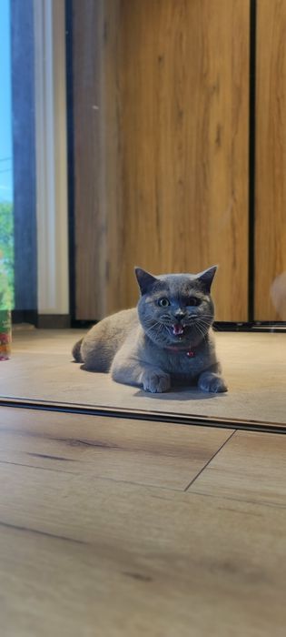 Koci hotel w Tarnowskich Górach