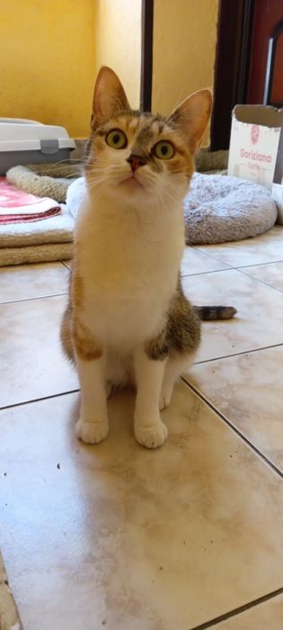 Пристраивает в добрые руки