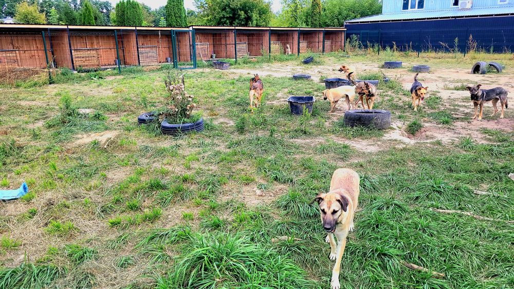 Перетримка для тварин