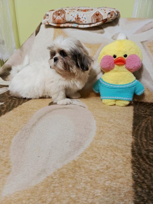 Shih tzu suczka