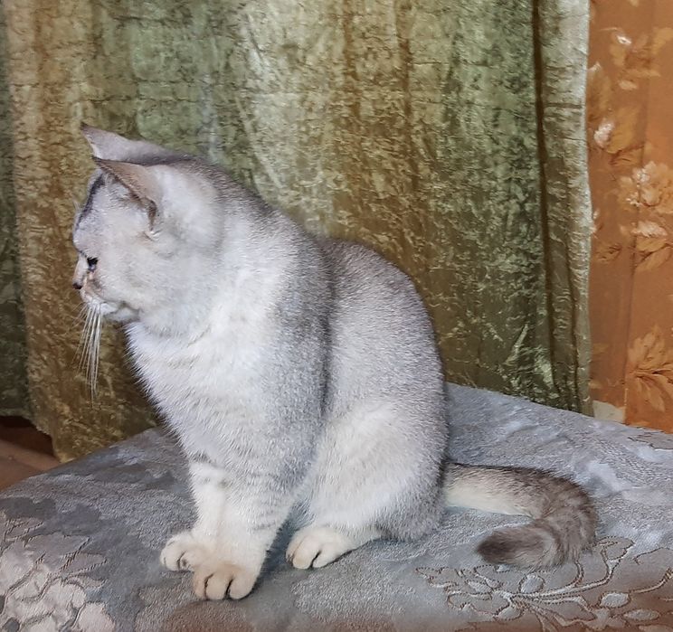 Шиншилла котик британец