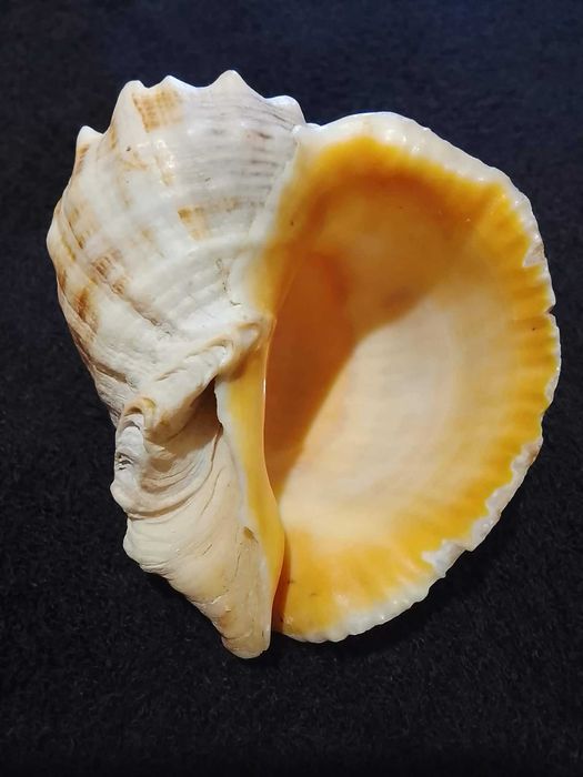 Раковина моллюска рапана, украшение интерьера или аквариума, сувенир.