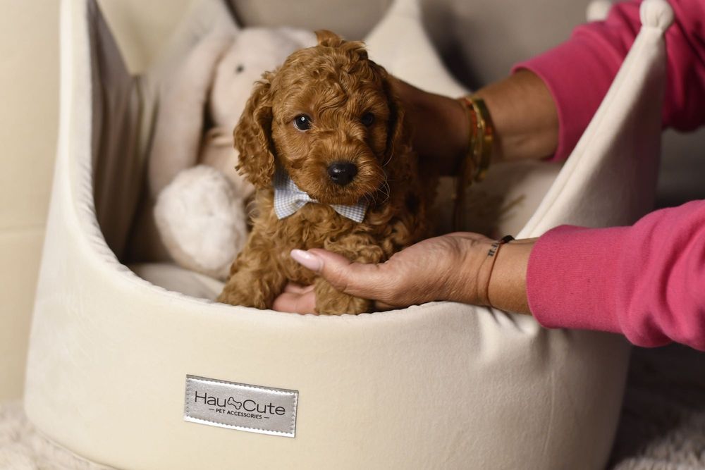 Cavapoo F1 RED wyjątkowy chłopiec