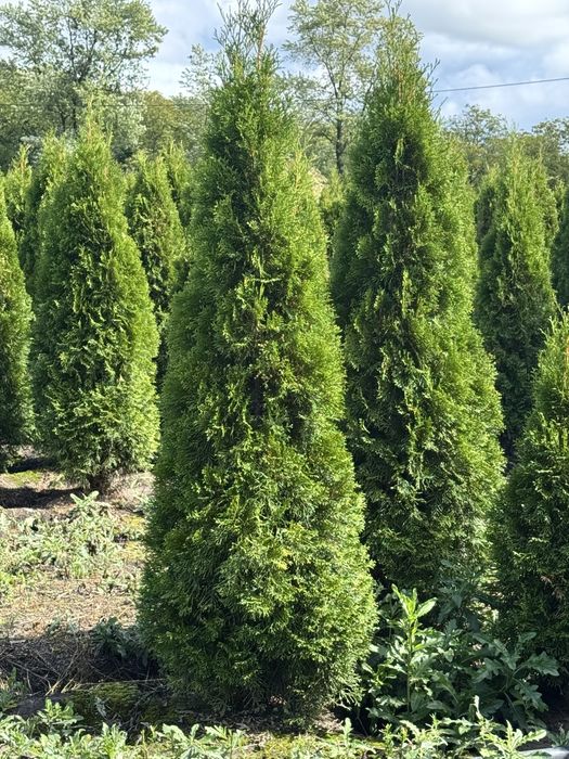 Gęsta Tuja Szmaragd 170-180cm Dostawa Sadzenia Producent