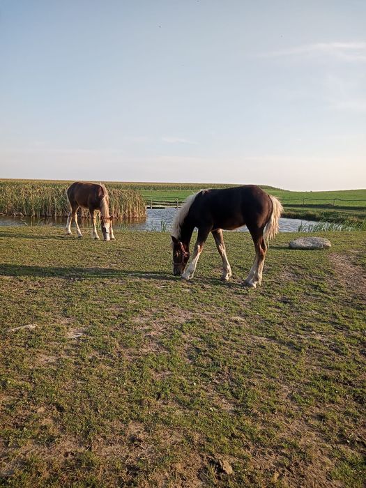 Sprzedam Źrebaki odsadki