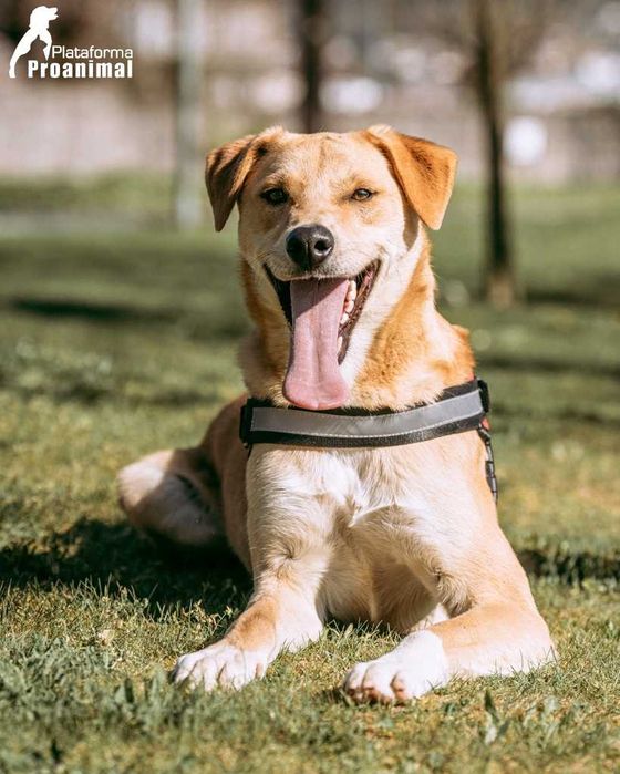 JANO - Cãozinho jovem para Adoção!